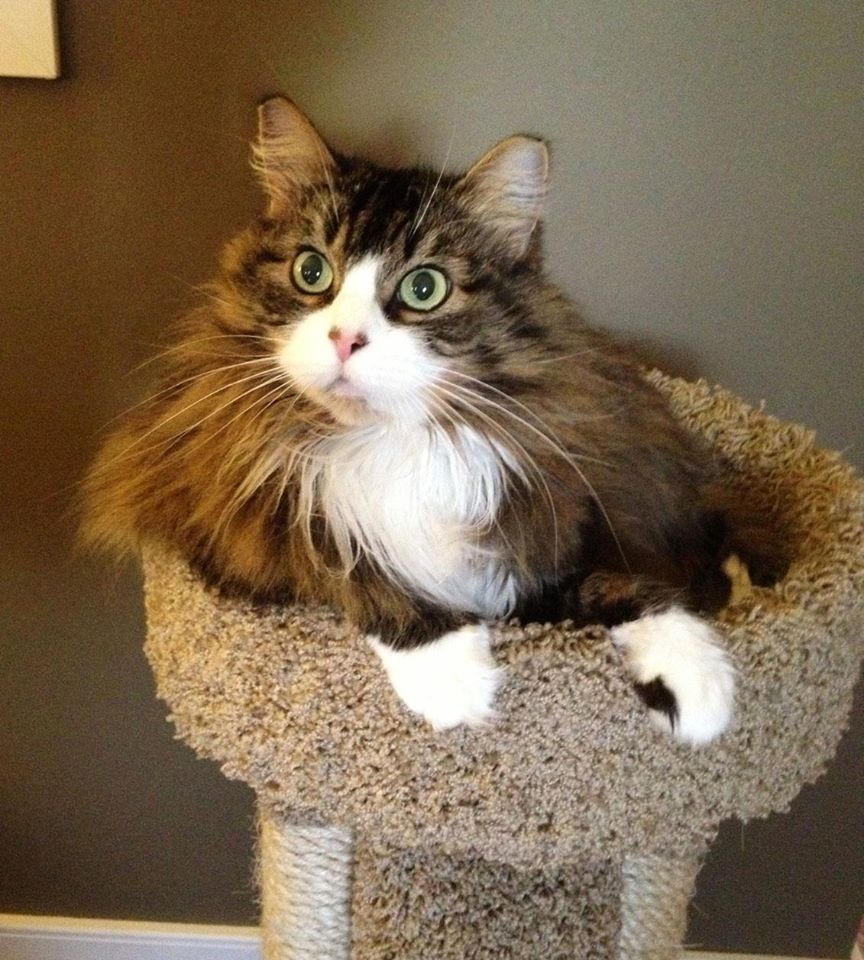 Cat sitting in a cat tower