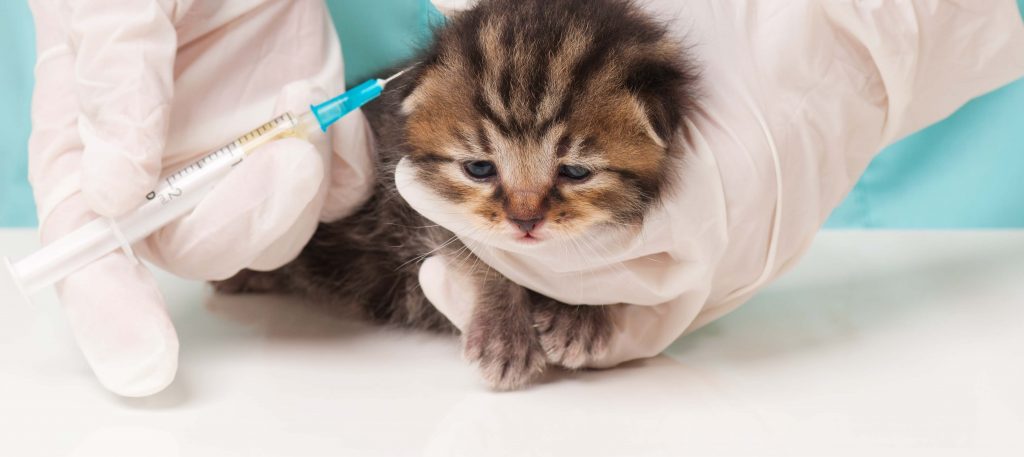 kitten first vaccination cost