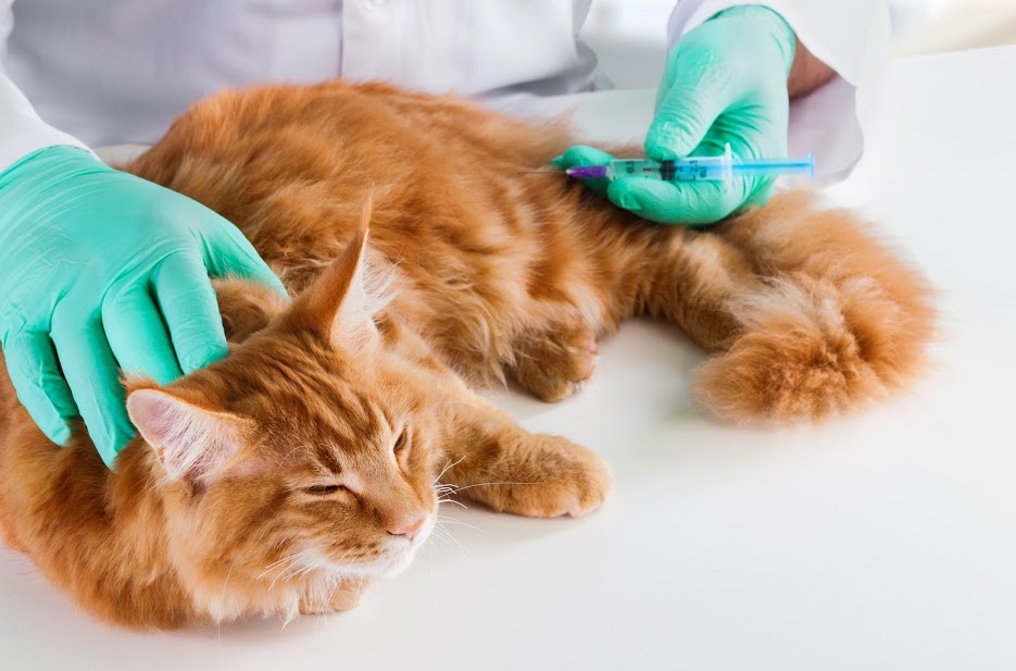 killarney cat clinic indoor cat vaccination