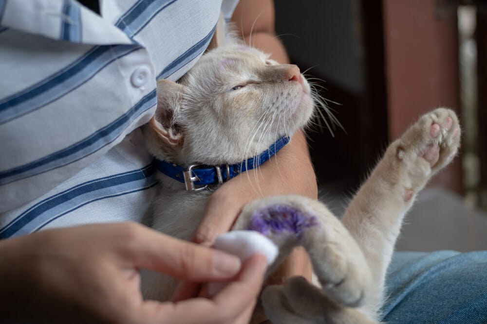 Person applying medicine on the arm of a cat