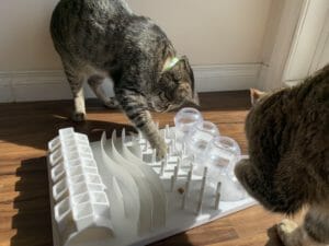 Cats playing with an activity board
