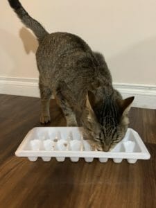 Cat licking an ice cube tray