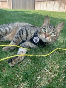 Cat wearing a harness and lying on grass