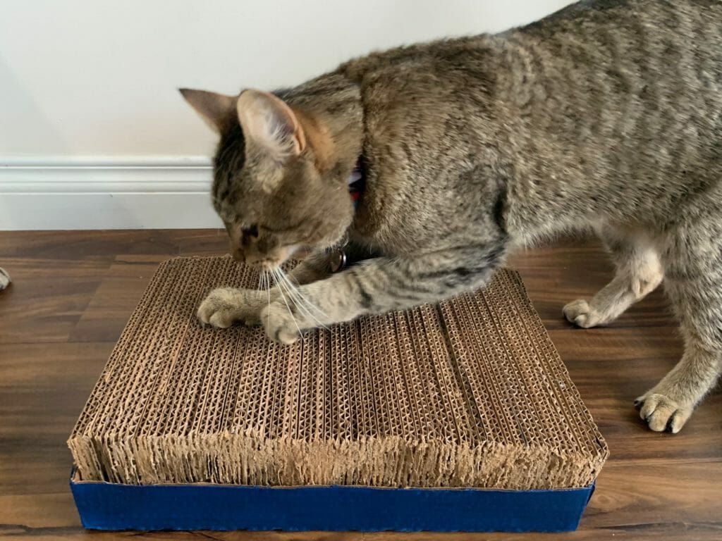 Cat scratching cardboard