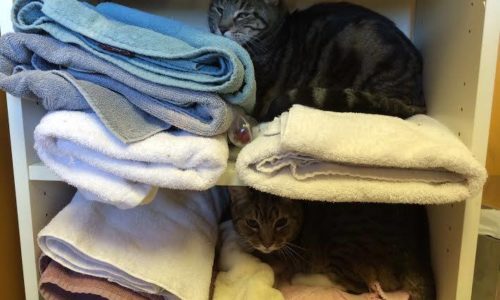 Two cats lying on towels in a shelf
