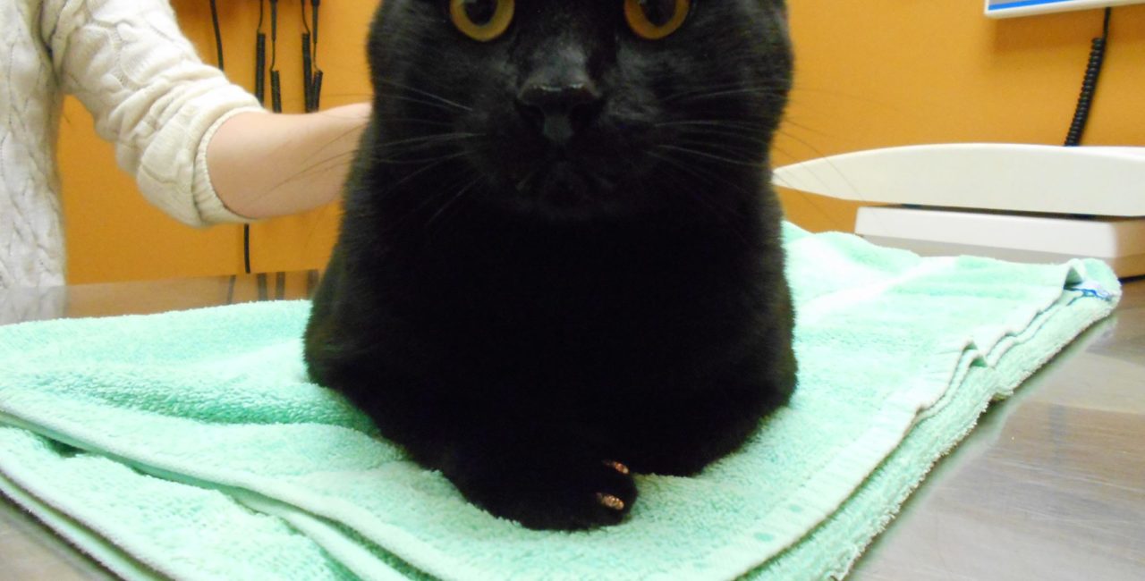 Black cat lying on a towel on an examination table