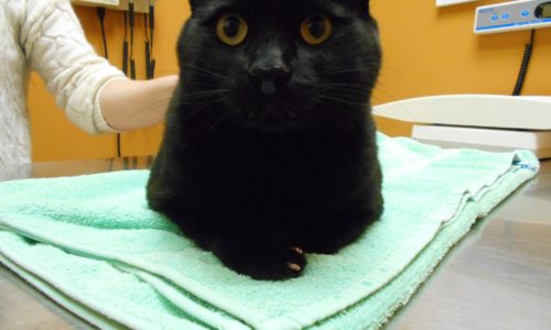 Black cat lying on a towel on an examination table