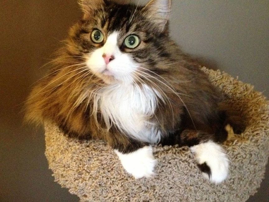 Cat sitting in a cat tower