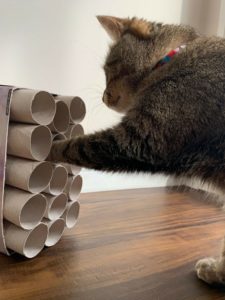Cat sticking its paw in toilet paper rolls