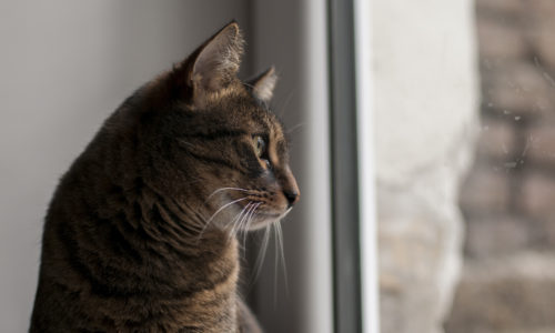 Cat looking out of a window