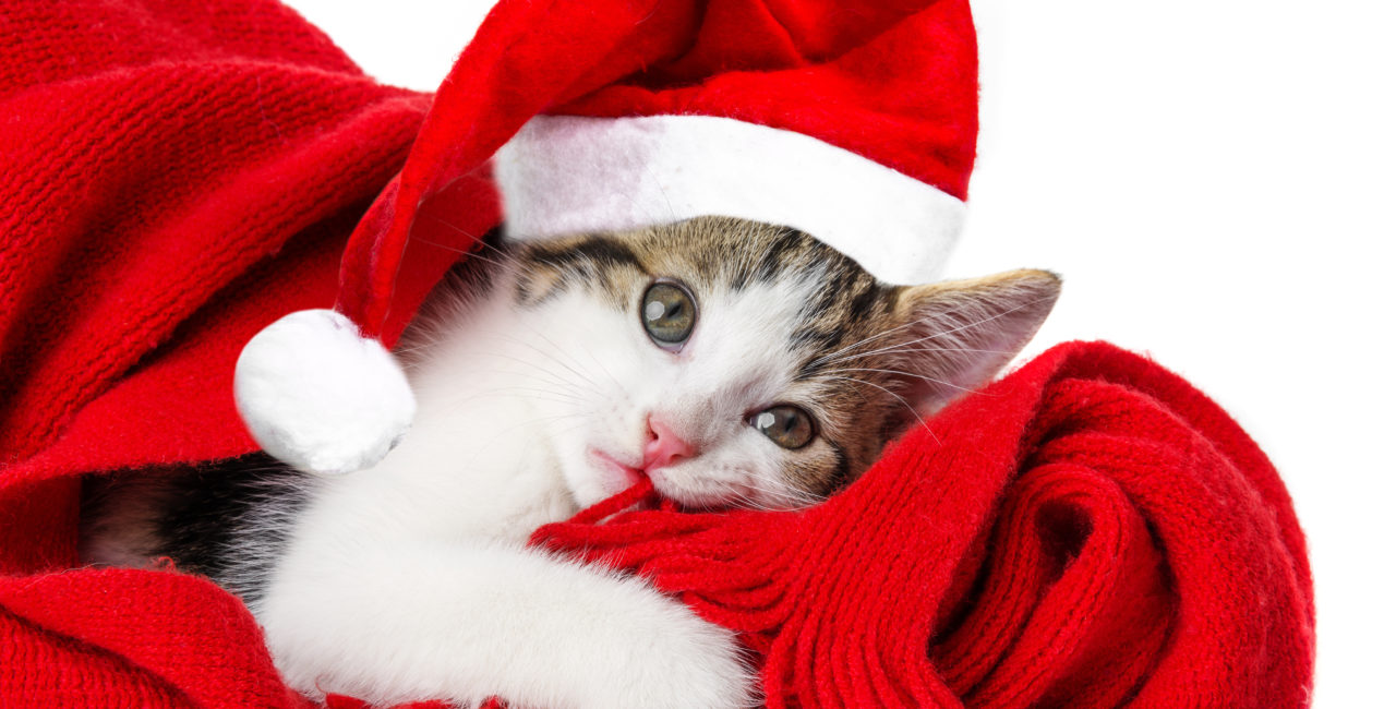 Cat wearing a Santa hat and lying on a red scarf