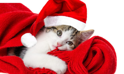 Cat wearing a Santa hat and lying on a red scarf