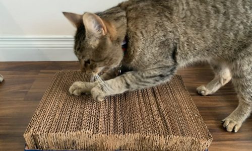 Cat scratching cardboard