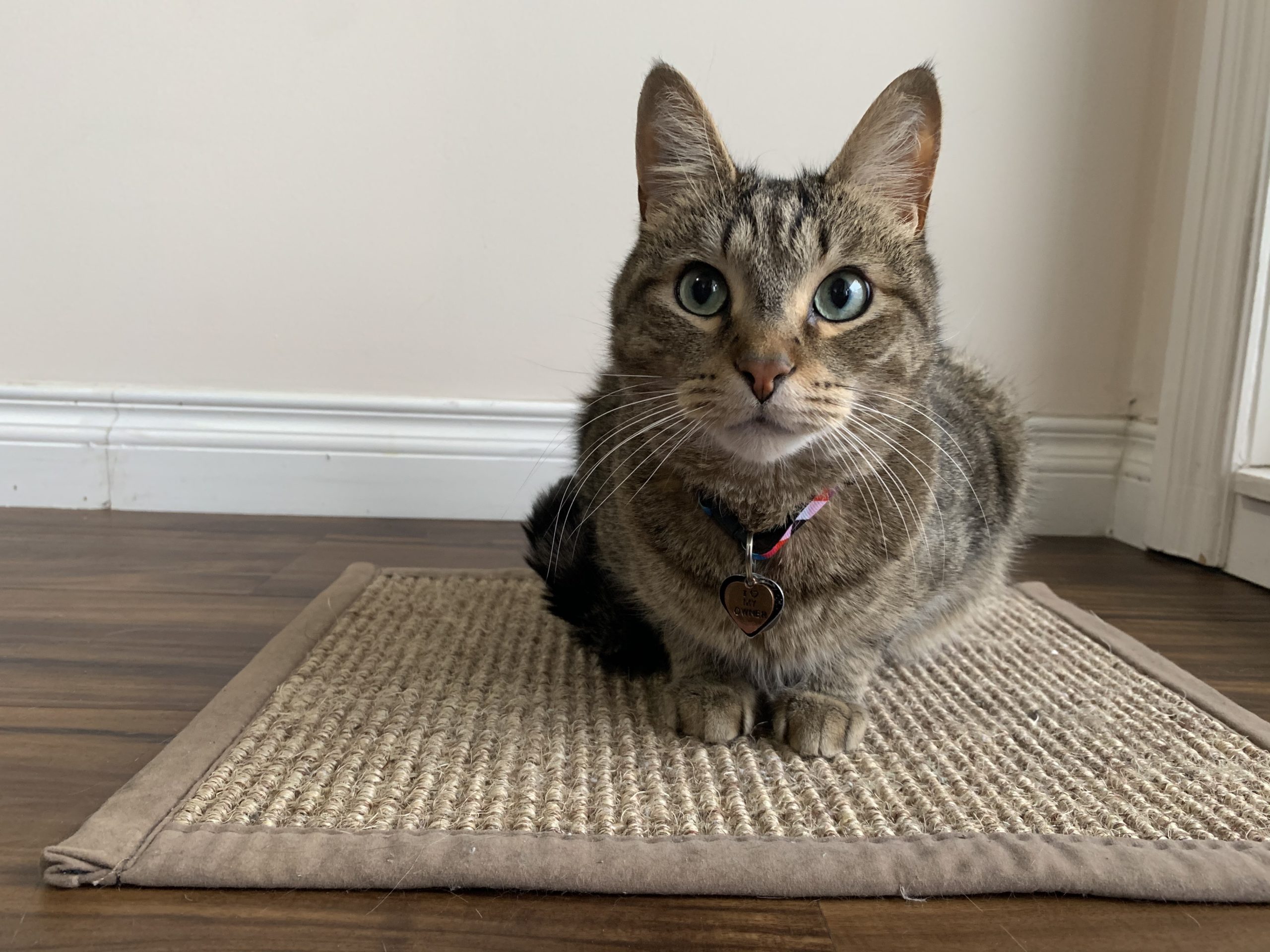 Cat lying on a carpet rug