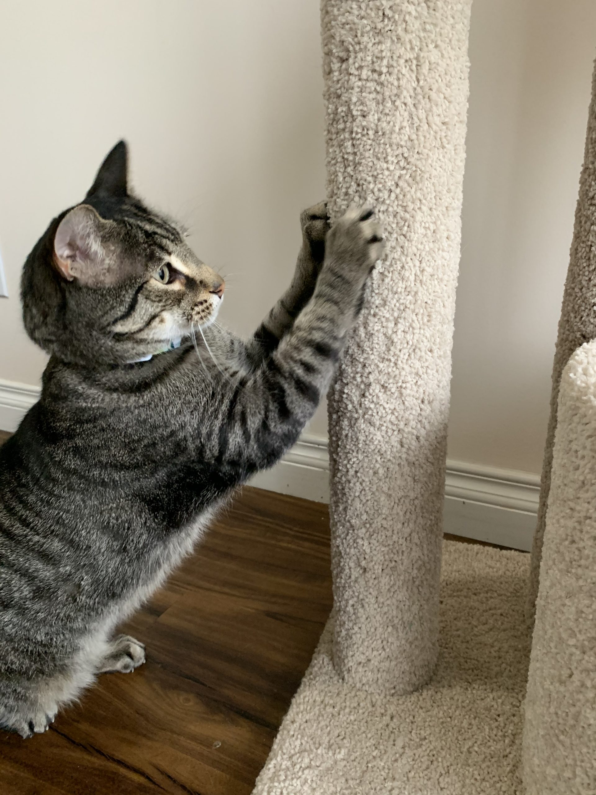 Cat scratching a carpet post