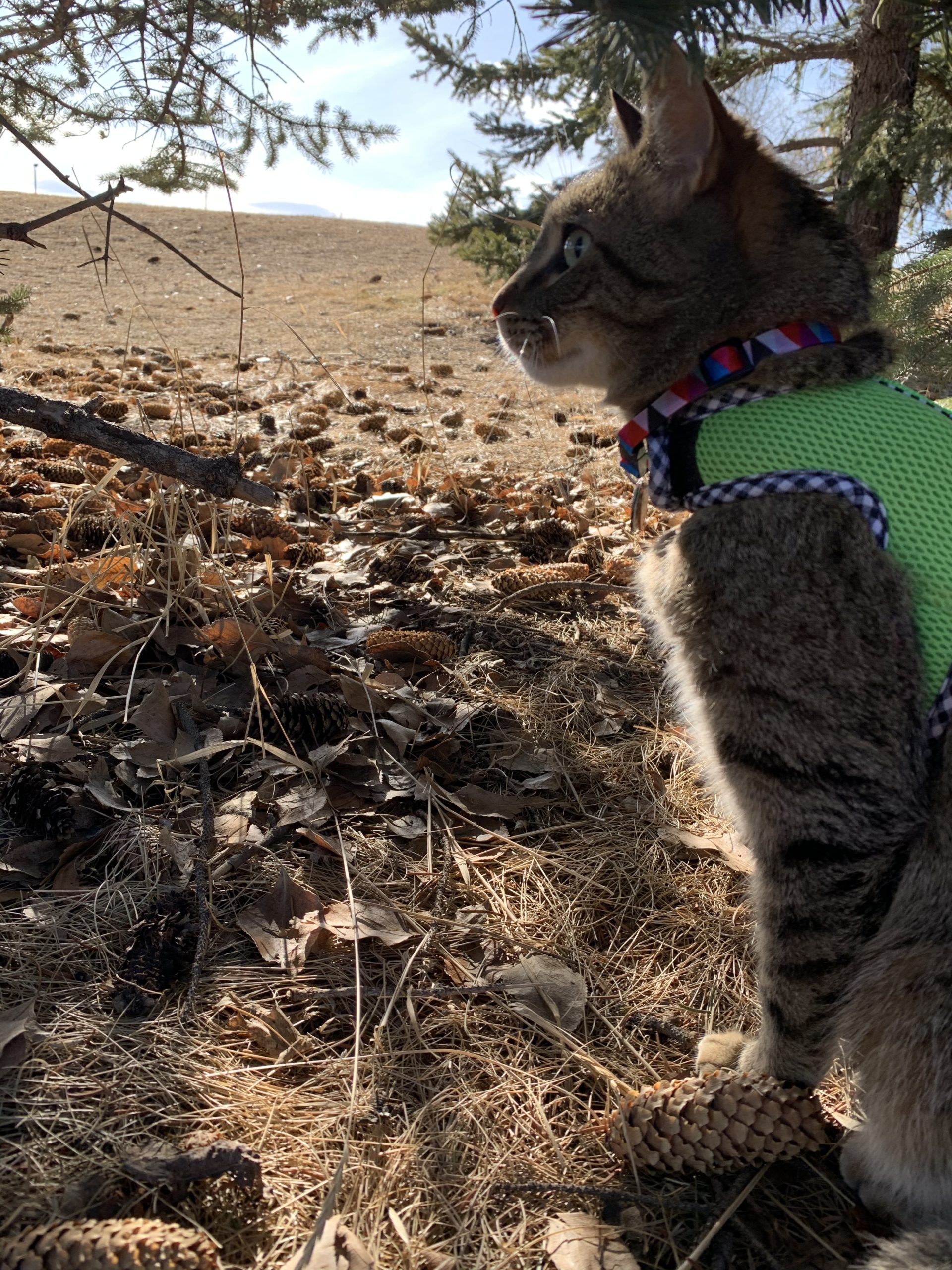 Side view of a cat wearing a harness