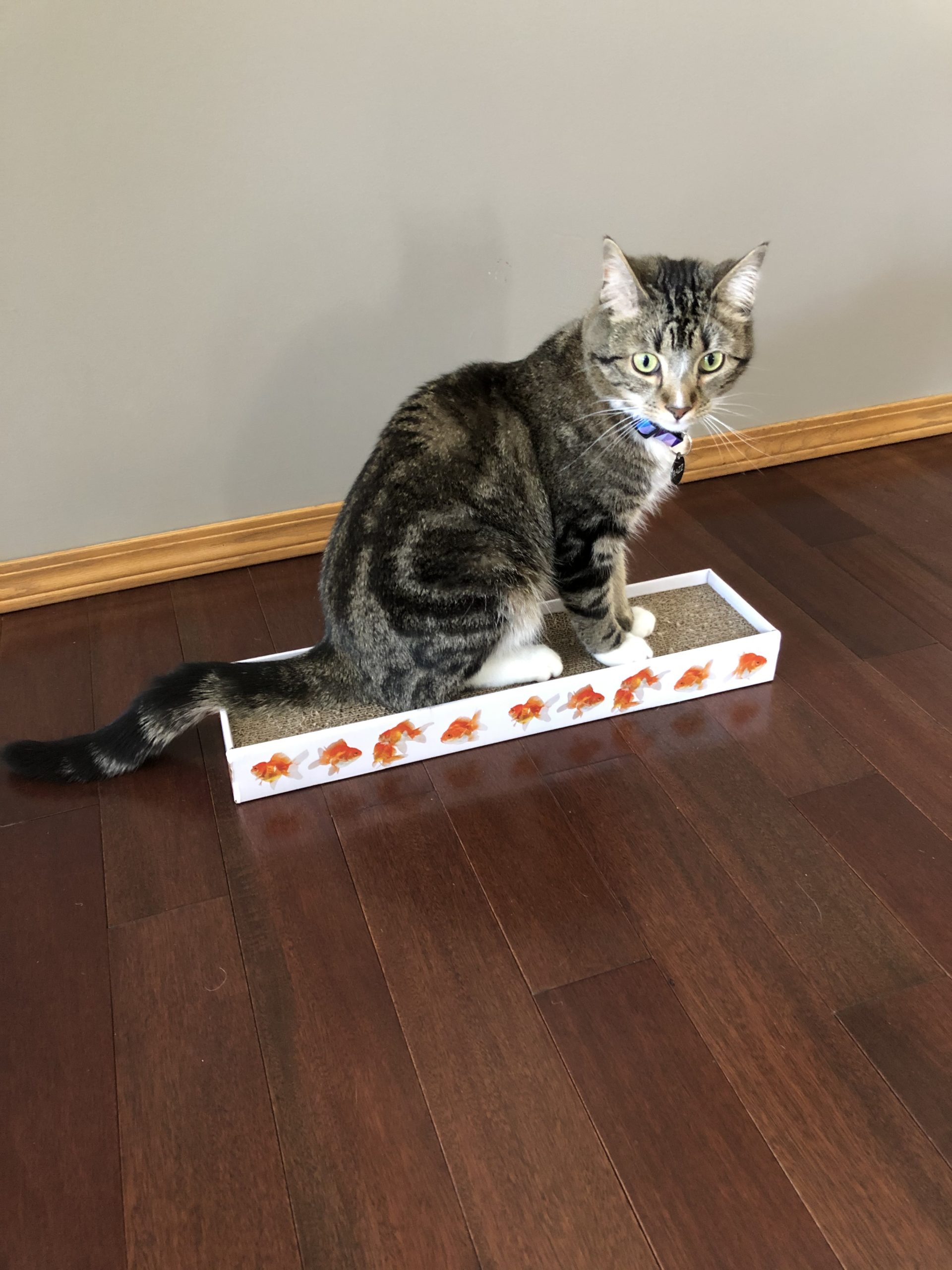 Cat sitting on a scratching board