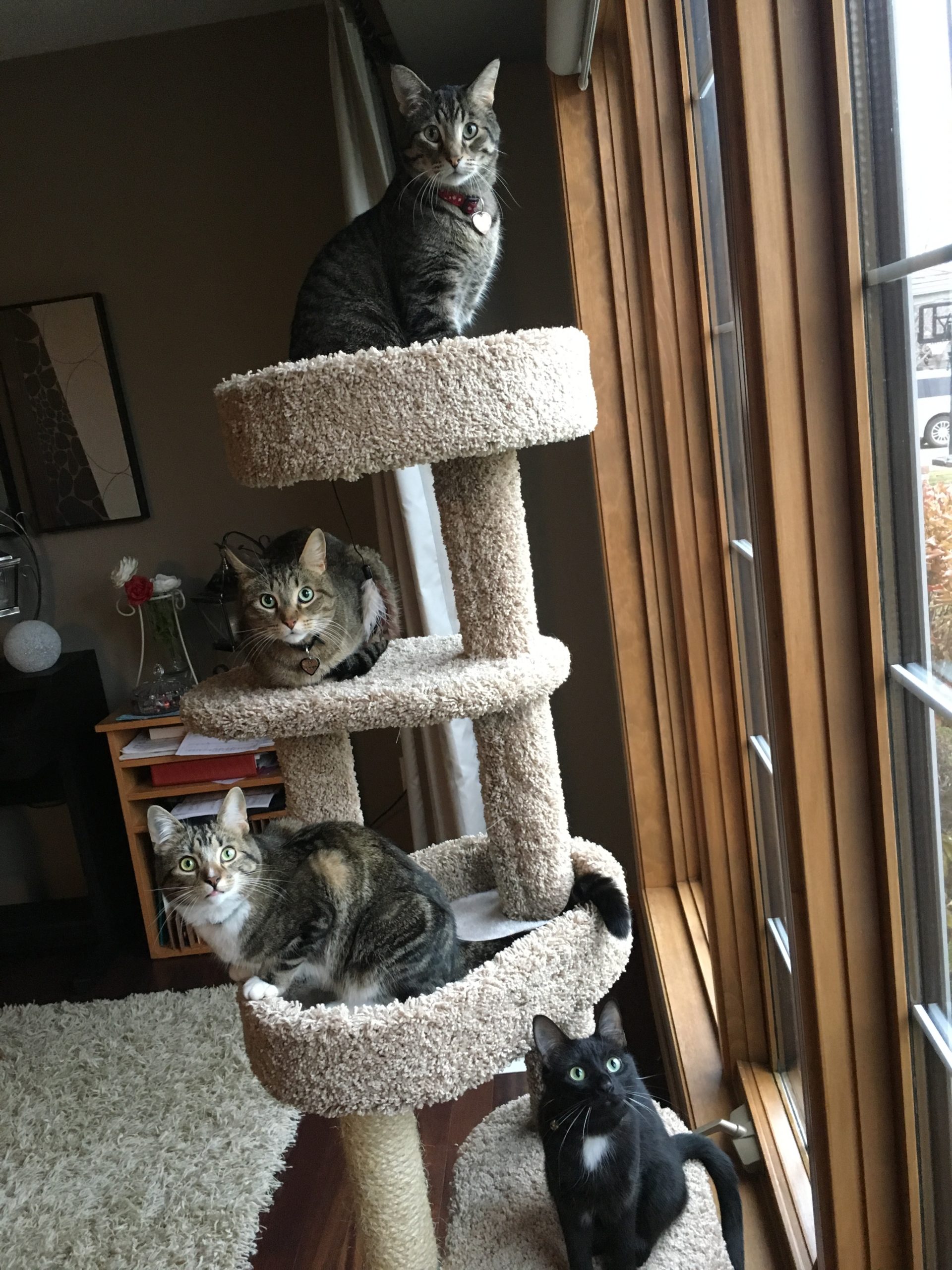 Cats on a cat tower