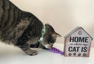 Cat sniffing a purple treat fish toy