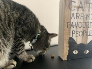 Cat eating kibble beside a wooden block
