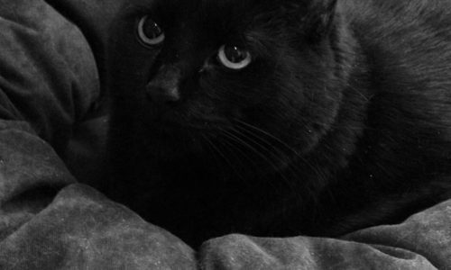 Black cat lying in a cat bed
