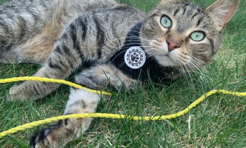 Cat wearing a harness and lying on grass