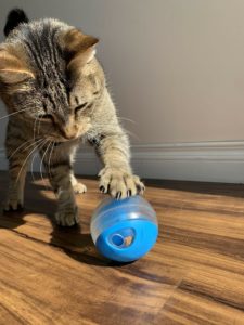 Cat playing with a treat ball