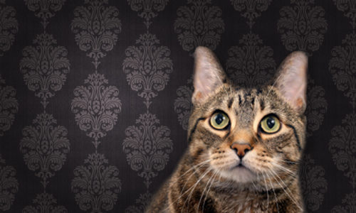 Cat in front of wallpaper and looking up