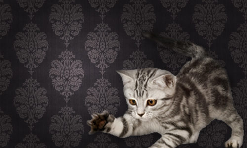 Grey kitten in front of wallpaper