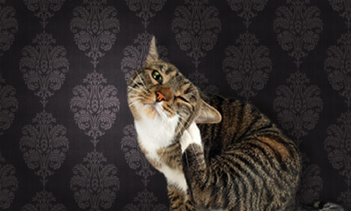 Cat scratching its leg in front of wallpaper