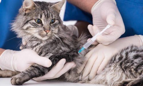 cat-vaccination