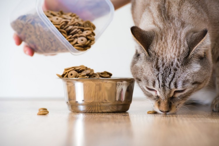 cat-nutrition