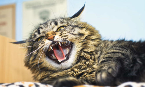 Dental Care Tips for Cats