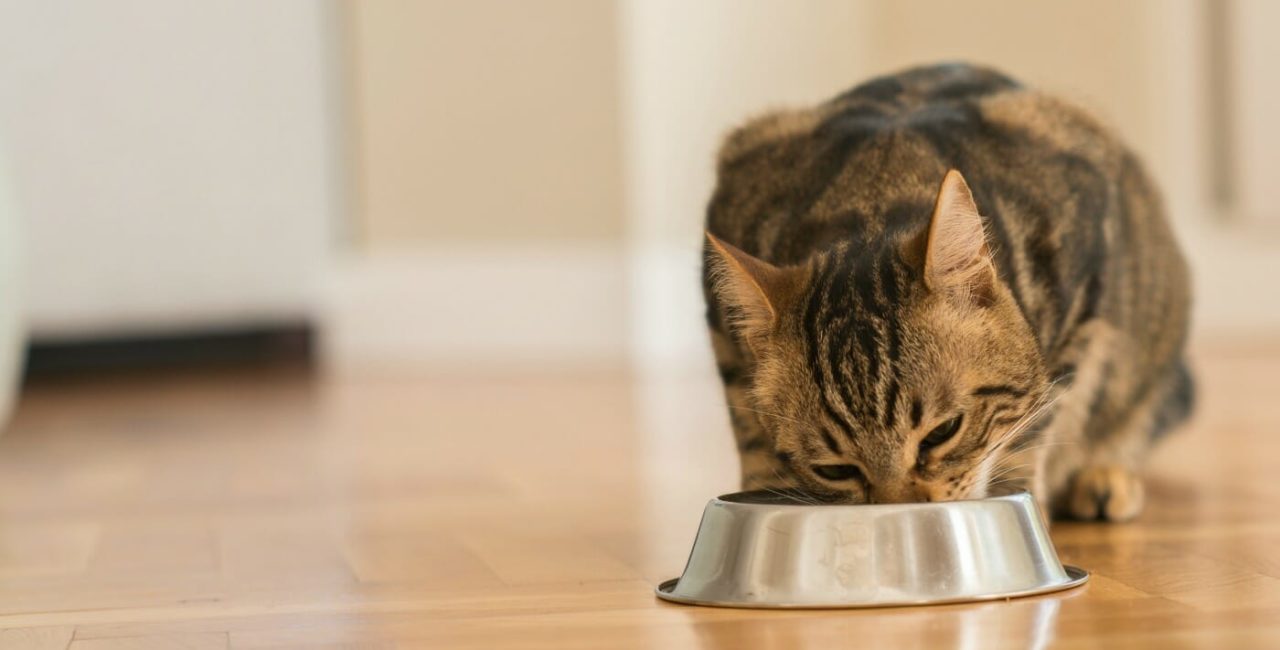 Cat eating from a bowl
