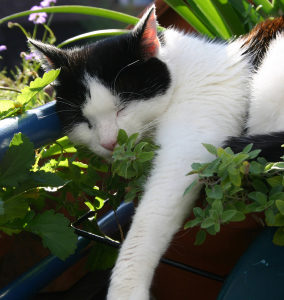 Cat lying on a plant