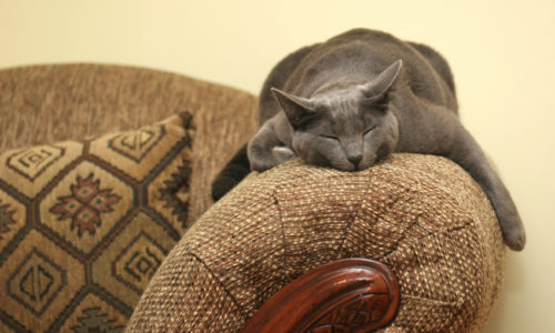 Grey cat lying on a couch