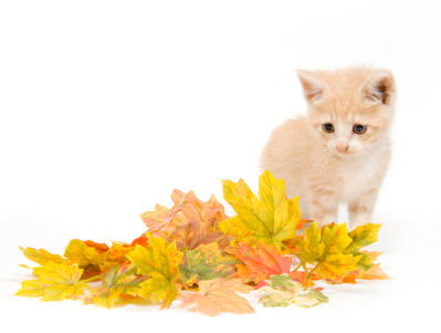 Kitten in front of a pile of leaves