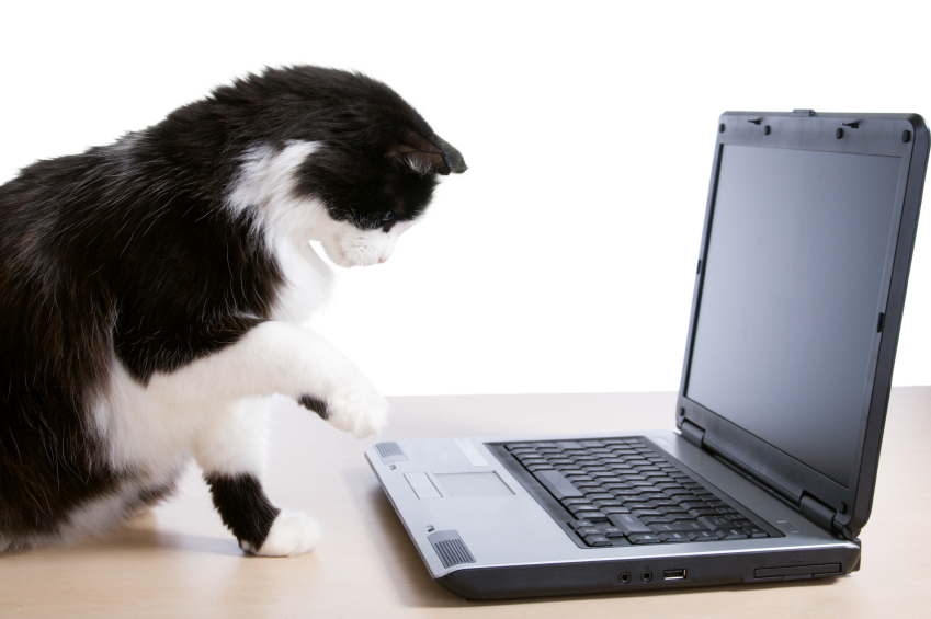Cat in front of a laptop