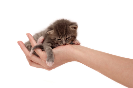 Hand holding a small kitten