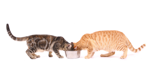 Two cats eating out of the same bowl