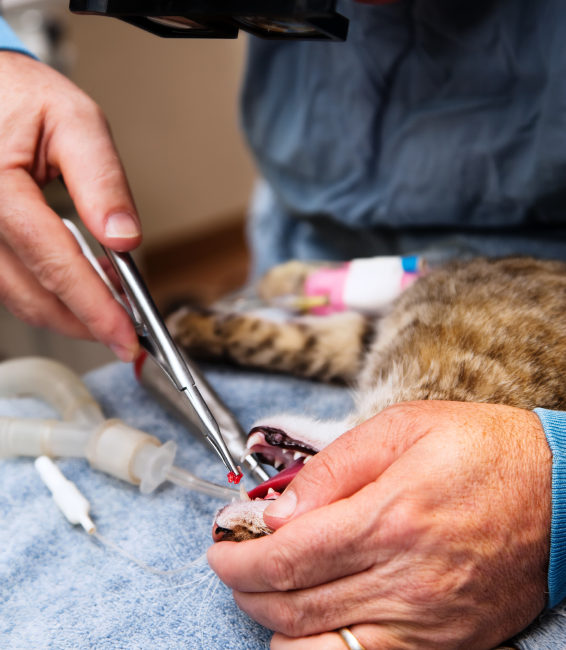 Veterinarian extracting tooth from a cat