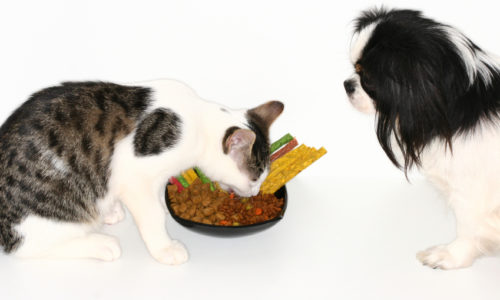 Cat eating food from a bowl and a dog watching