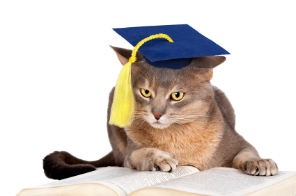 Cat wearing a graduation cap and lying on a book