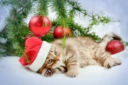 Kitten wearing a Santa hat under a Christmas tree branch