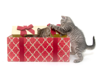 Two kittens playing in a gift box