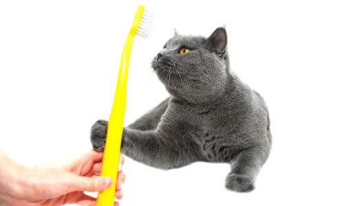 A person's hand and a grey cat holding a toothbrush