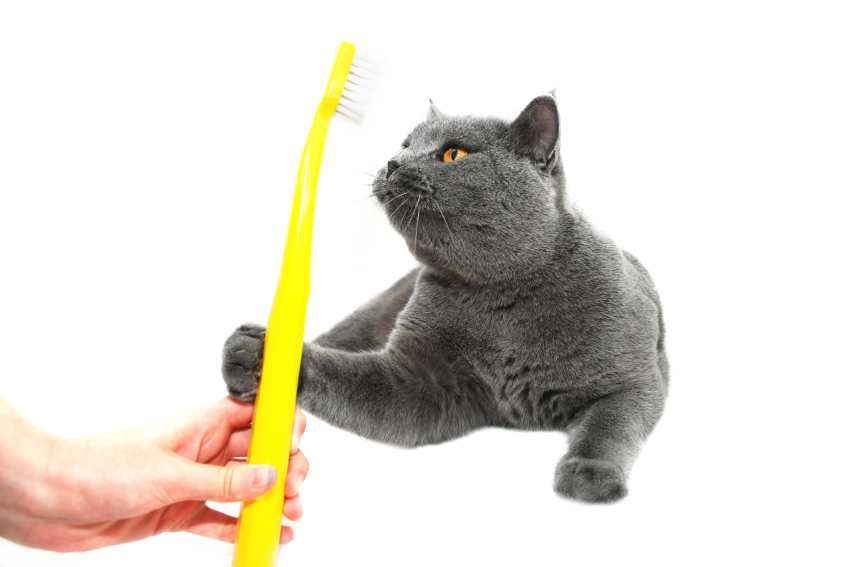 A person's hand and a grey cat holding a toothbrush