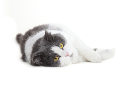 Grey and white cat lying down on its side