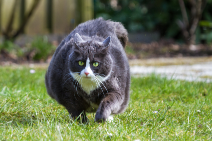 Obese cat walking on grass