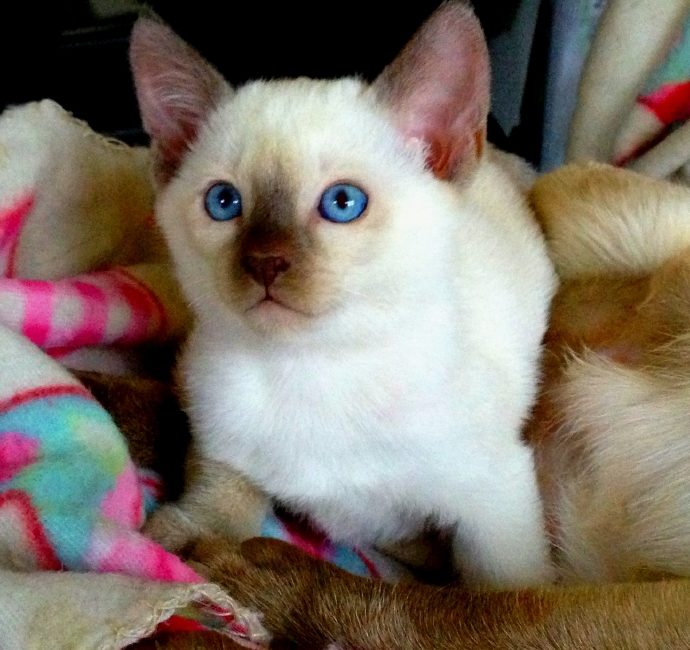 Timmy the Tonkinese kitten sitting in a blanket